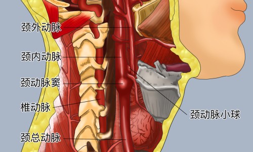 阿加曲班的用法和用量-阿加曲班的用法和用量、阿加曲班2ml10mg价钱 -进口阿加曲班说明书网